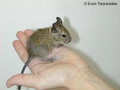 degu.jpg